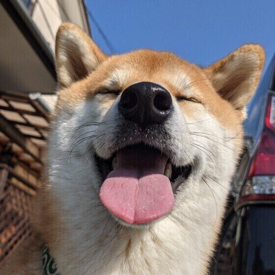 笑顔の柴犬