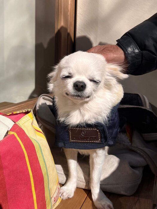 飼い主さんによると「空気を読むタイプ」だというプーパくん