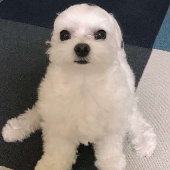 マルチーズ