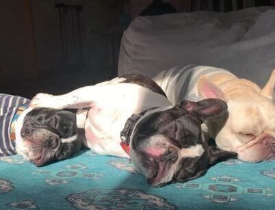 犬 フレンチブルドッグ