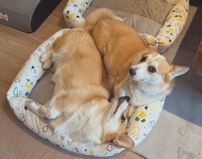 同じベッドに入るルルちゃん、キキちゃん