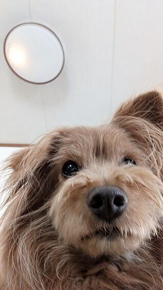 真顔の犬