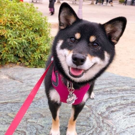笑顔の柴犬
