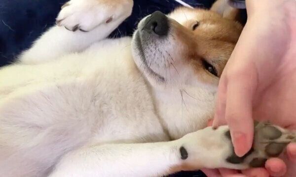 マッサージをしてもらうゆきちゃん