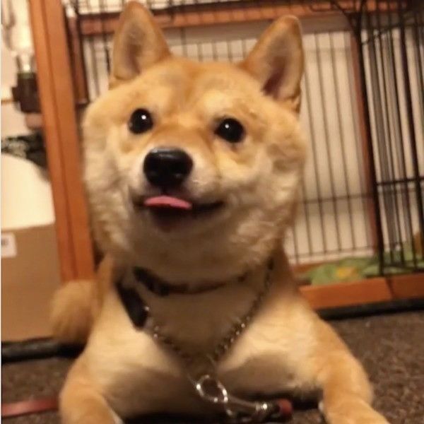 待てるワンコ