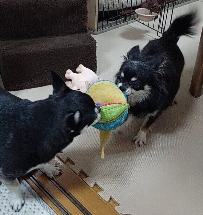 先住犬のぶんたくんと遊ぶみつ子ちゃん