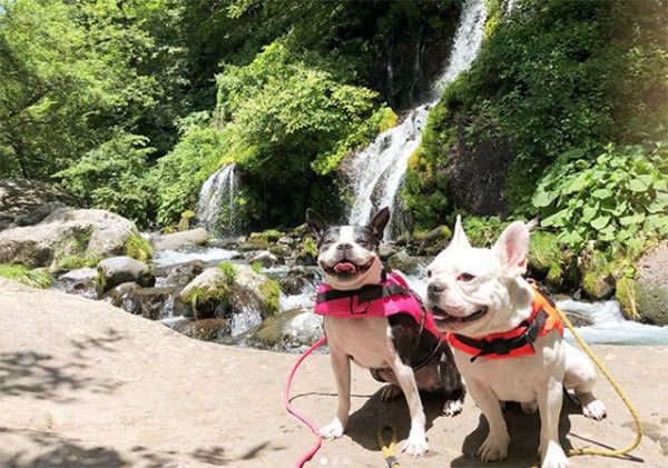 お出かけする犬