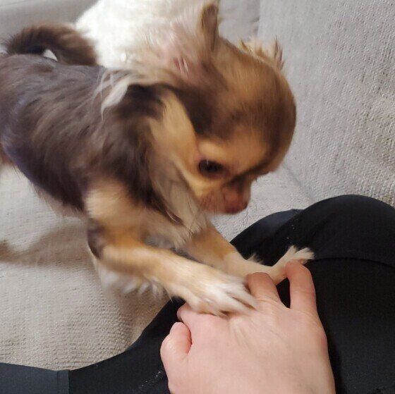 撫でてのおねだり。ティラ