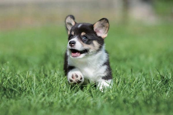 芝生を走る犬