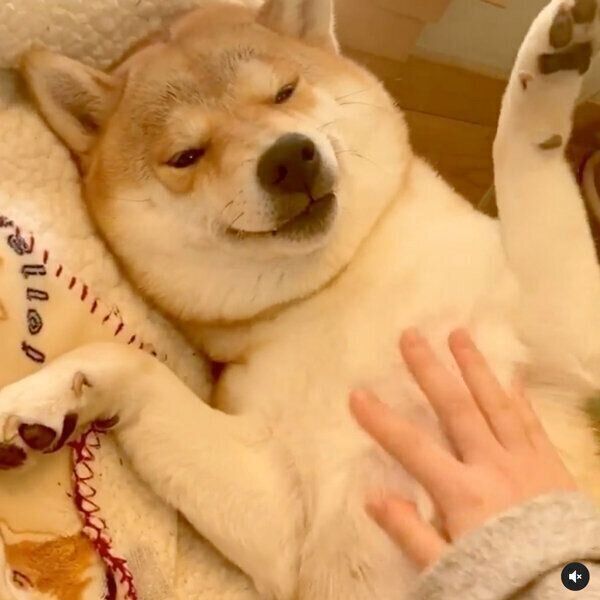 お腹を撫でてもらって嬉しそうなユクちゃん