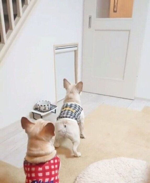 パパさんの帰宅を歓迎するボブくんとイブちゃん