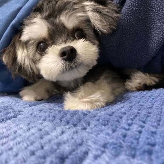 眠そうな犬