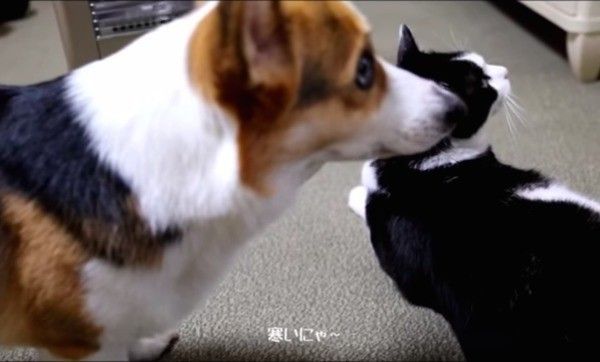コーギーと猫