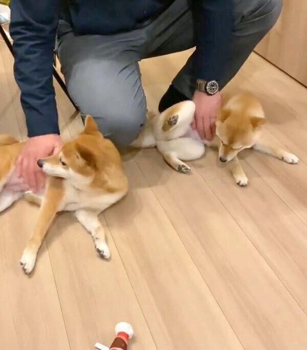 パパさんの帰宅を出迎えるにこちゃん・たまちゃん