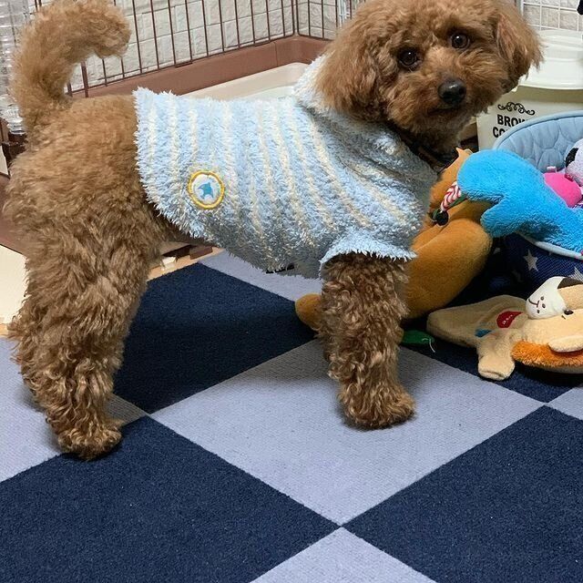 ロイちゃん