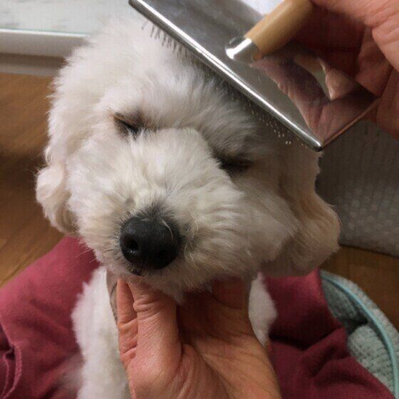 プードル