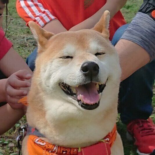 柴