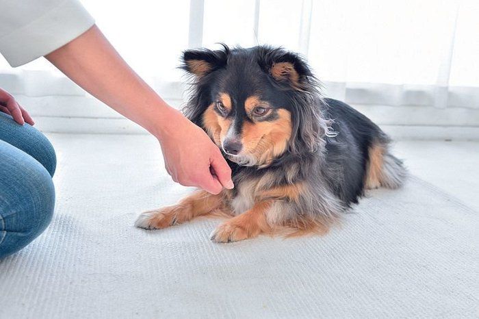 1.フセをした愛犬にごほうびを握った手をかがせ興味を持たせます