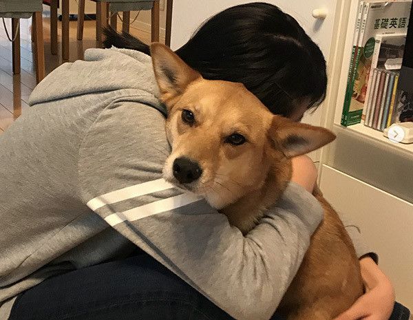 見つめる犬