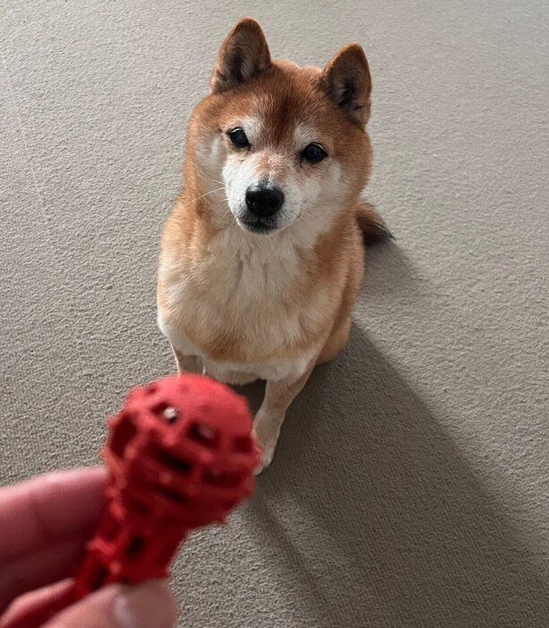 おもちゃで遊ぶたぬ吉くん。