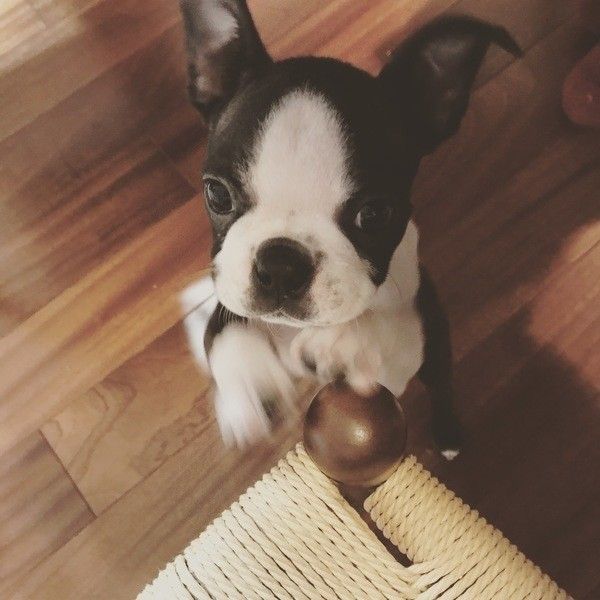 遊ぶ犬