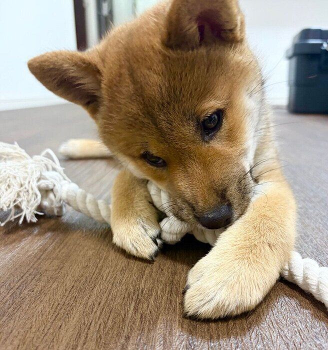 おもちゃで遊ぶみりんちゃん
