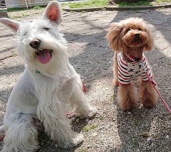 散歩する犬
