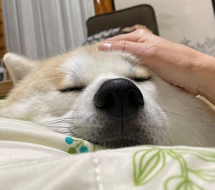 なでてもらうももちゃん