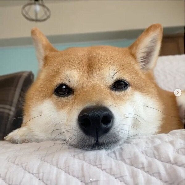 くつろぐにこちゃん
