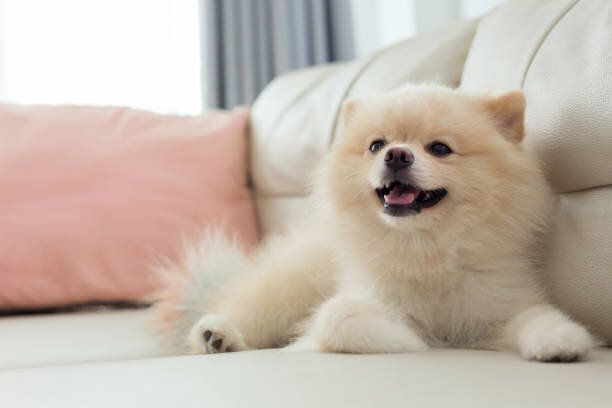 白い子犬ポメラニアン犬かわいいペットの家の笑顔席ソファ家具リビング ルームのインテリア