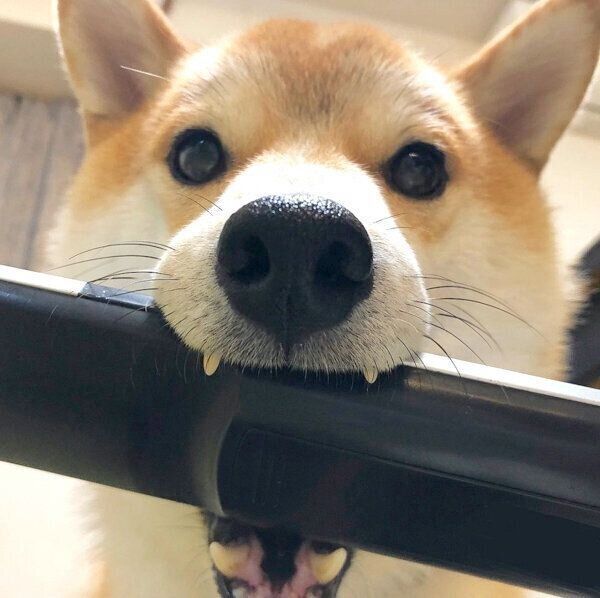 リモコンを盗むこてつくん