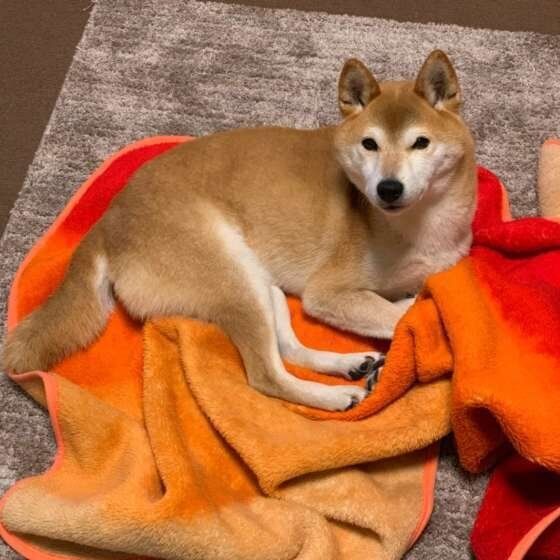 見上げる犬