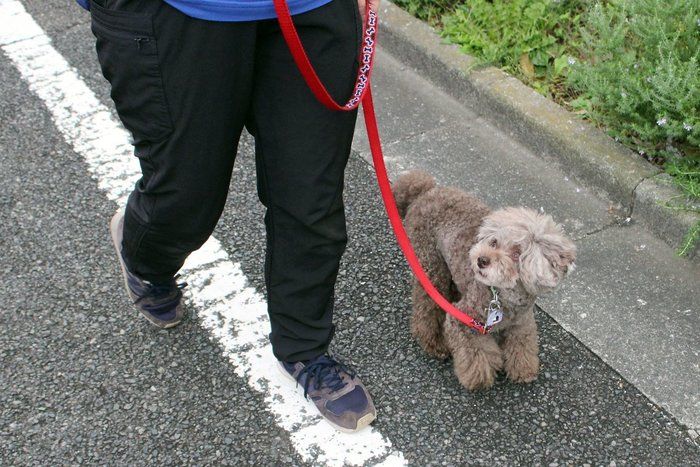 ↑飼い主をよく見る犬は引っ張らない、マテもできる、周囲に吠えることもない