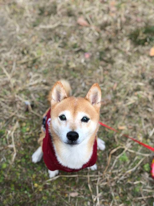 ふぅちゃん