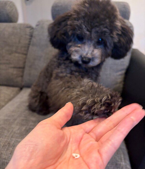 一生懸命オテをしようとするししおうまるくん