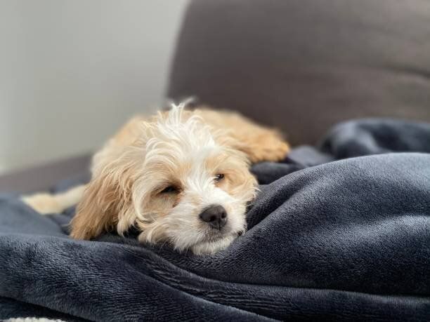 毛布の上で眠る子犬
