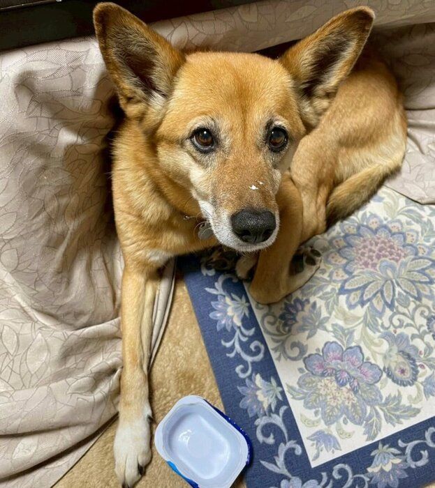 鼻にヨーグルトをつけるこむぎちゃん