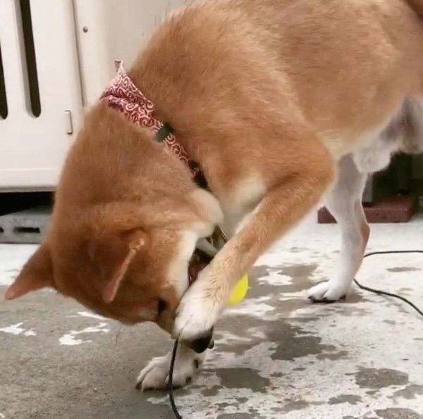 アヒルと格闘する柴犬