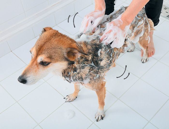 持っちり泡で洗う