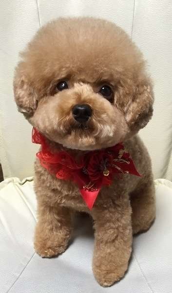 ももちゃん、もっふもふです!