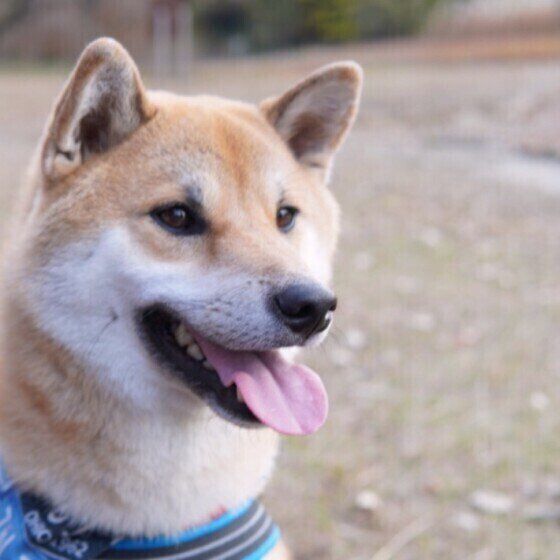 柴