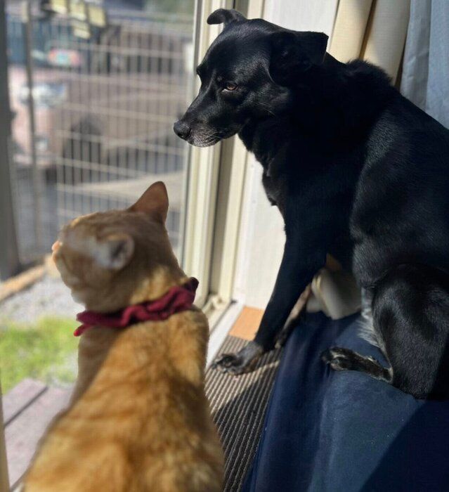 まったりするはなちゃん、虎吉くん