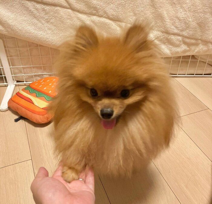 オテをするケチャ丸くん