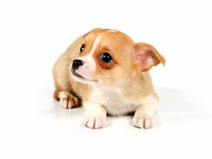 お座りする犬