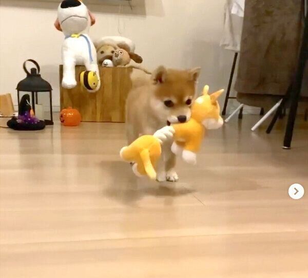 おもちゃをくわえるたまちゃん