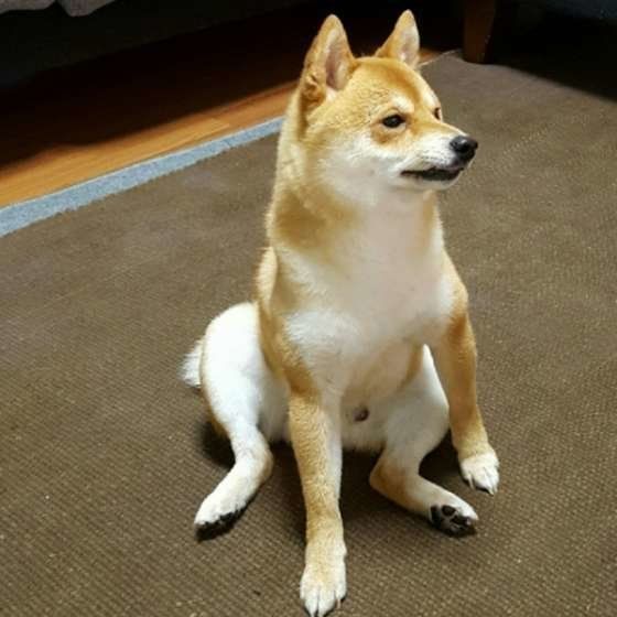 柴犬