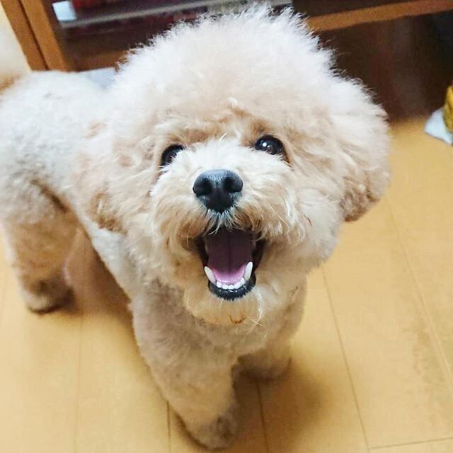 トイ・プードルのシェリちゃん