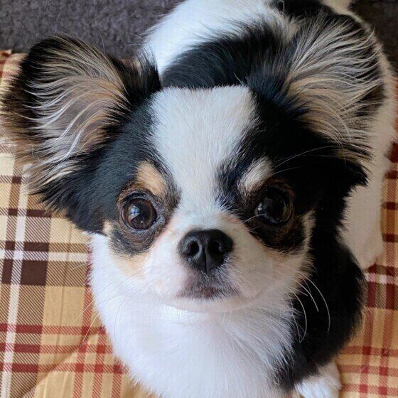 マテをしているかわいいチワワ