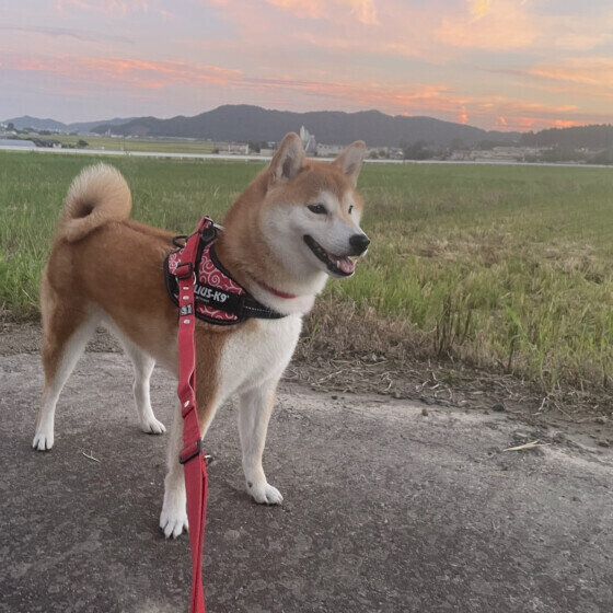 朝のお散歩中のワンちゃん