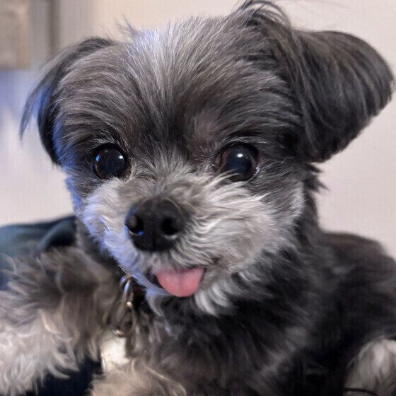 可愛い表情のワンちゃん